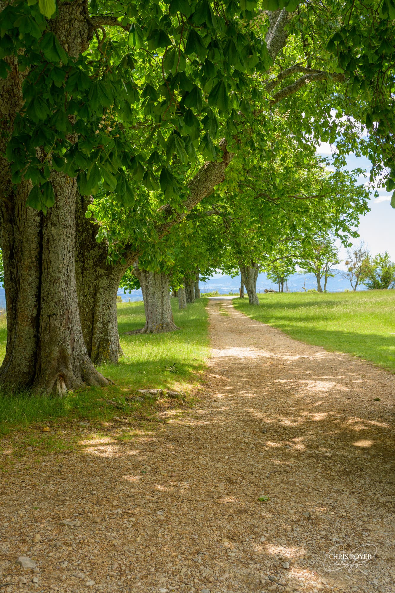 Allée en gravier bordée d'arbres au Domaine des Courmettes, ombragée et vallonnée, avec une vue sur la mer Méditerranée et les collines en arrière-plan sous un ciel lumineux.