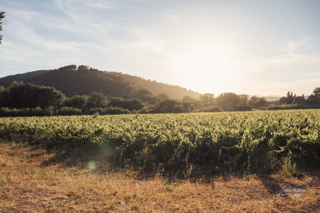 Vignes près du Domaine du Viet baignées par la lumière dorée du soir Vignes près du Domaine du Viet baignées par la lumière dorée du soir